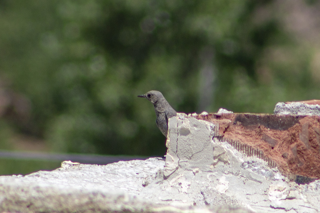 Blue Rock Thrush