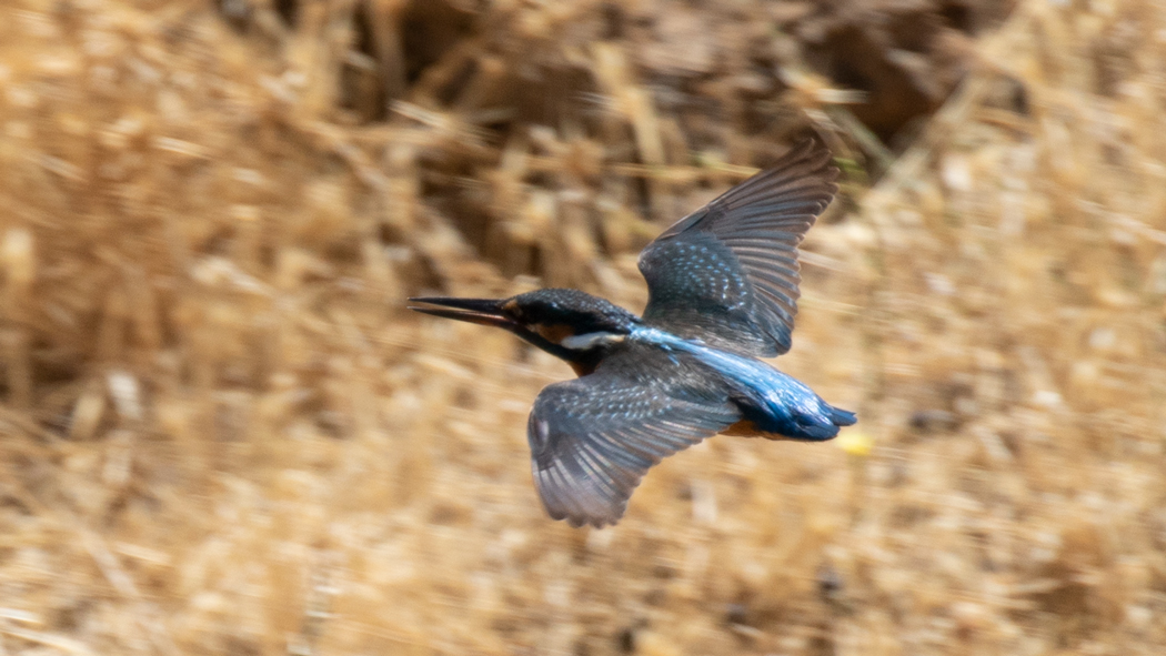 Common Kingfisher