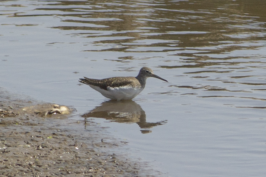 Green Sandpiper