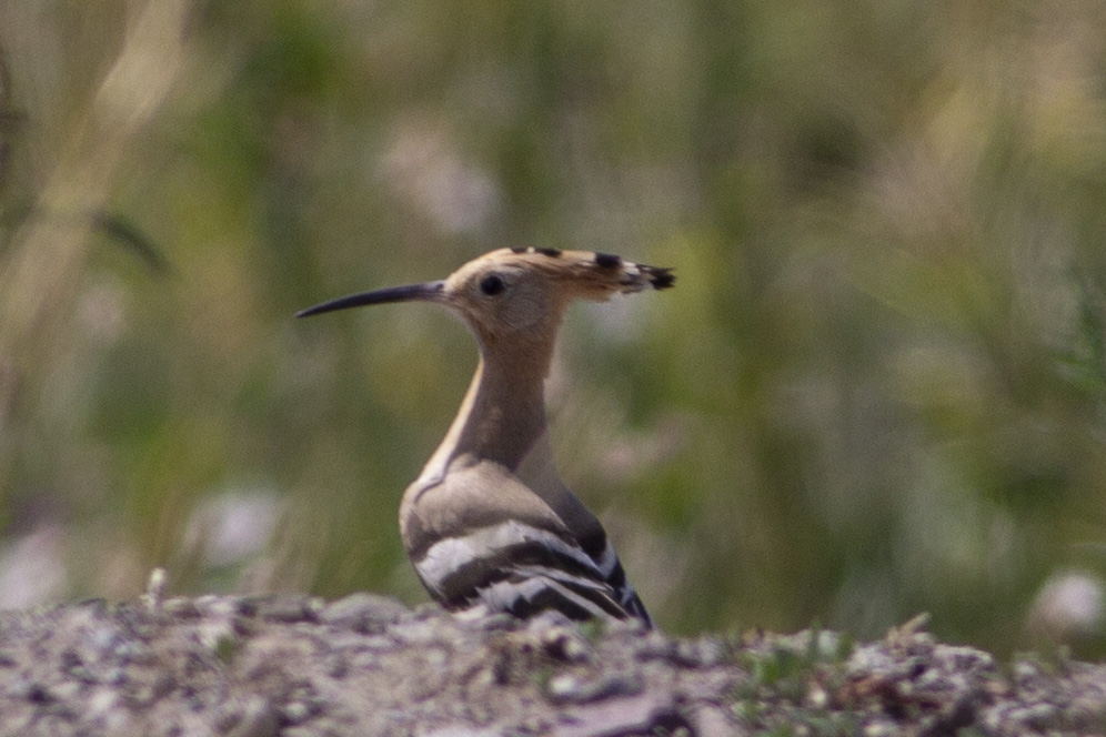 Eurasian Hoopoe
