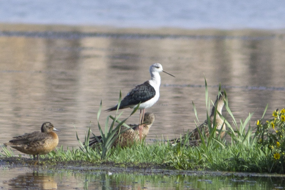 Black-winged Stilt
