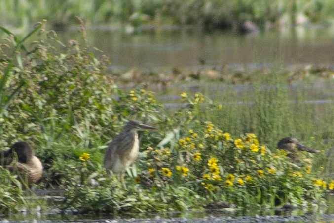Squacco Heron