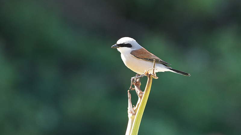 Red-backed Shrike