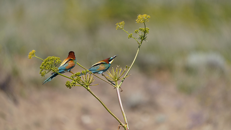 European Bee-eater