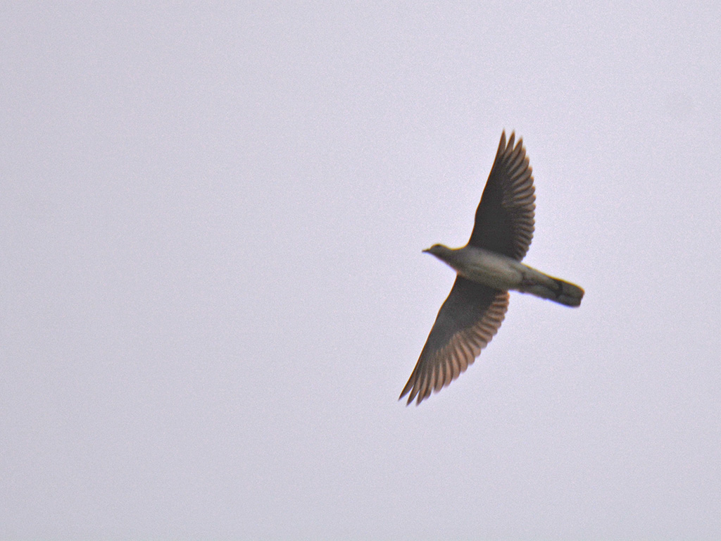European Turtle Dove