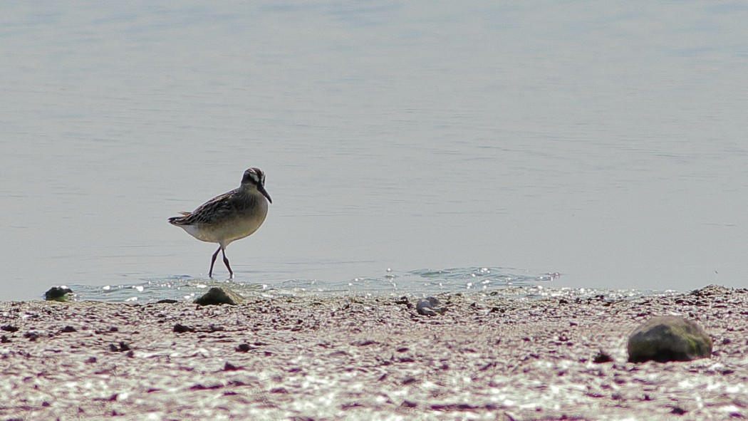 Broad-billed Sandpiper