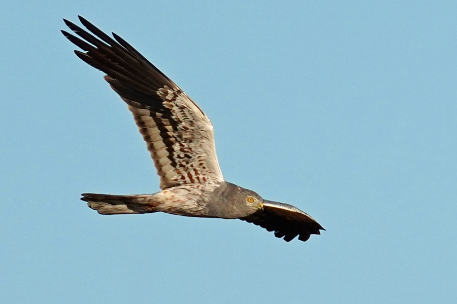 Montagu`s Harrier