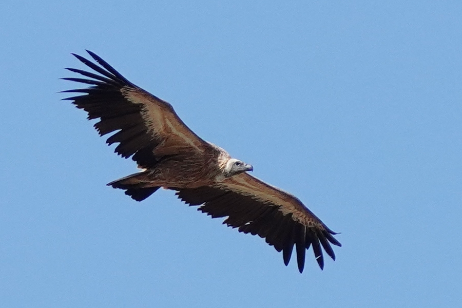 Griffon Vulture