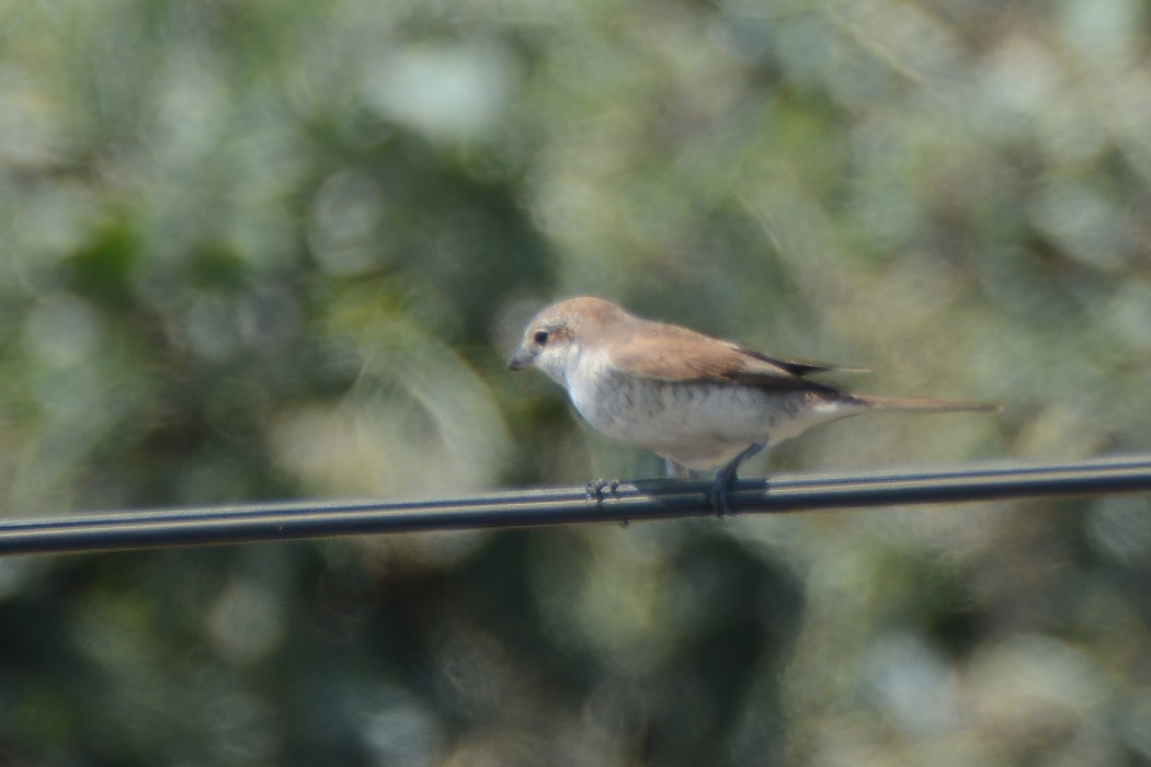 Red-backed Shrike