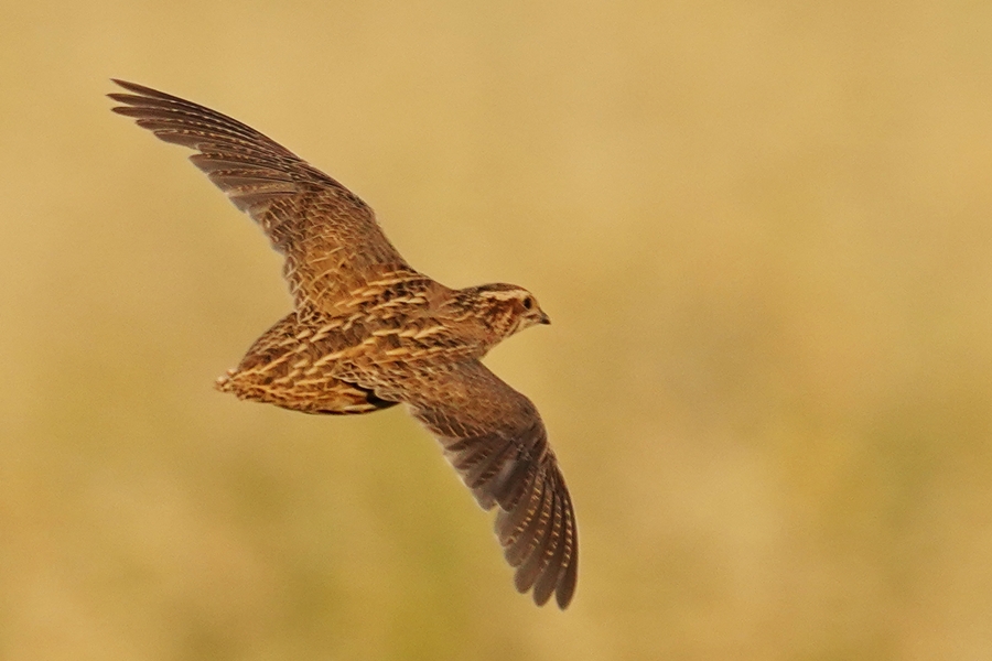 Common Quail