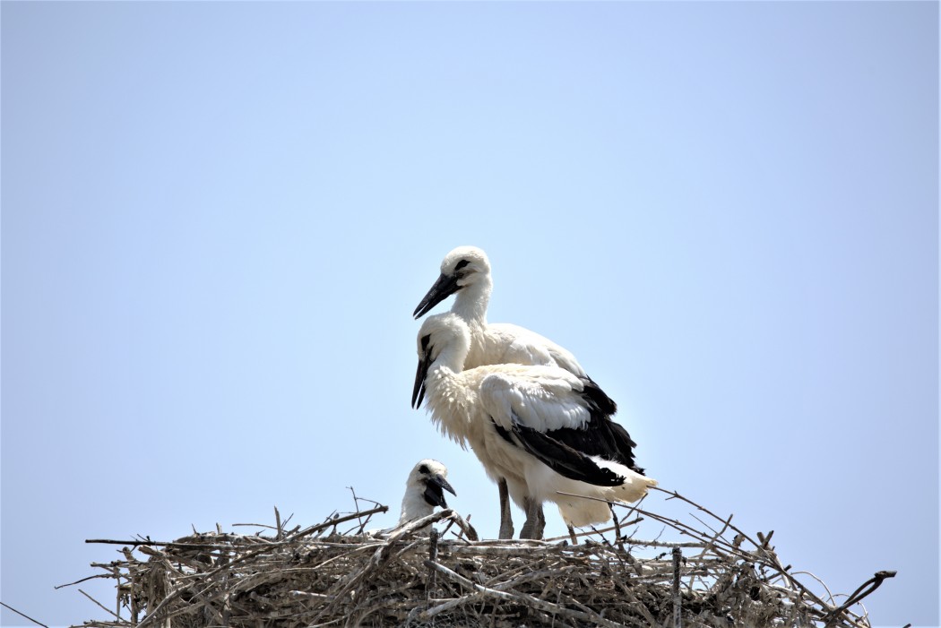 White Stork