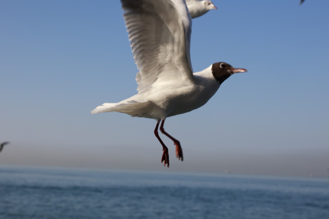 Black-headed Gull