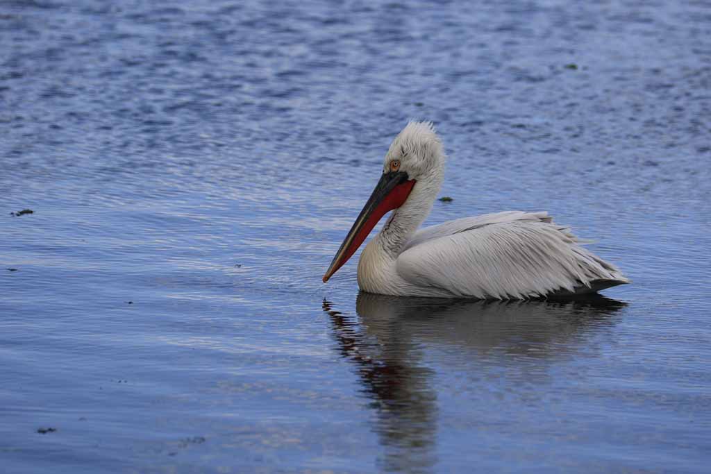 Dalmatian Pelican