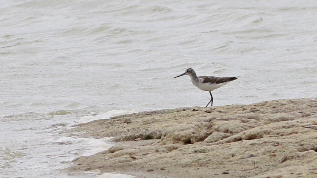 Common Greenshank