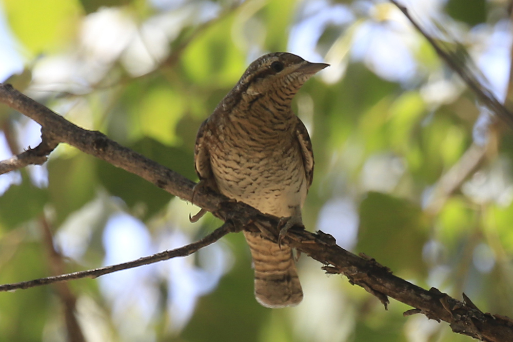 Eurasian Wryneck