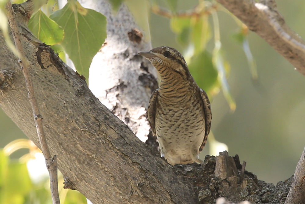 Eurasian Wryneck