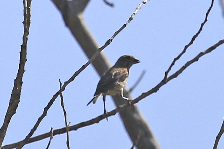 Eurasian Wryneck
