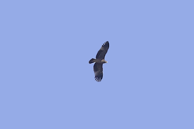 Eastern Imperial Eagle