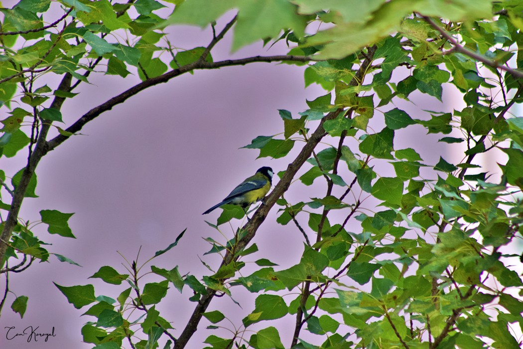 Great Tit