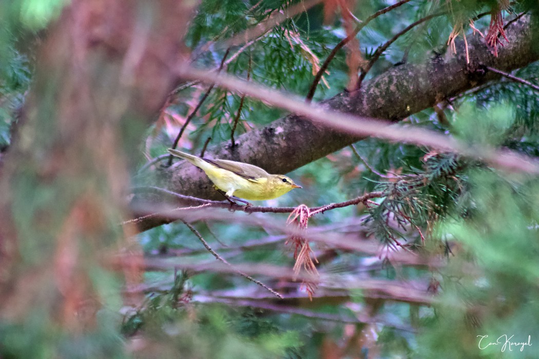 Willow Warbler