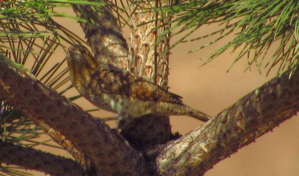 Eurasian Wryneck