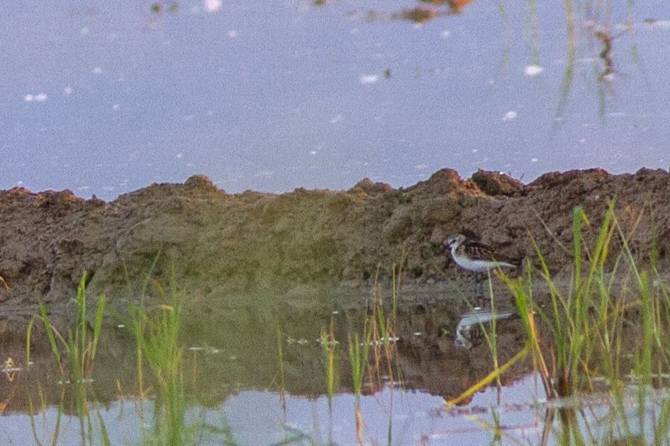Little Stint