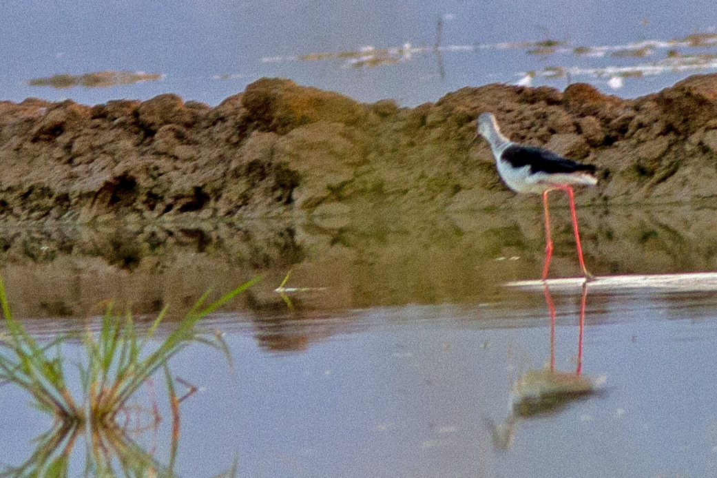 Black-winged Stilt