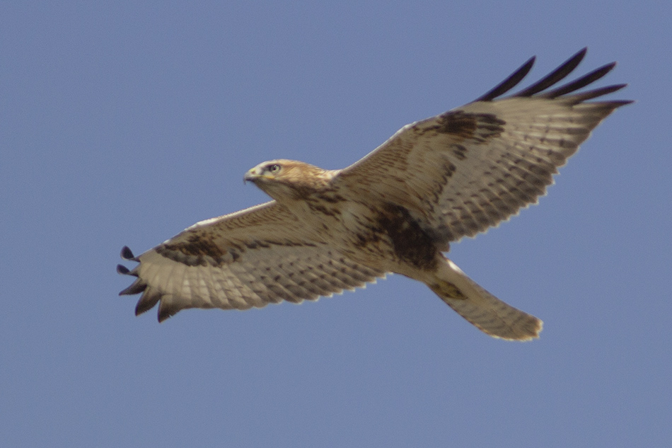 Long-legged Buzzard