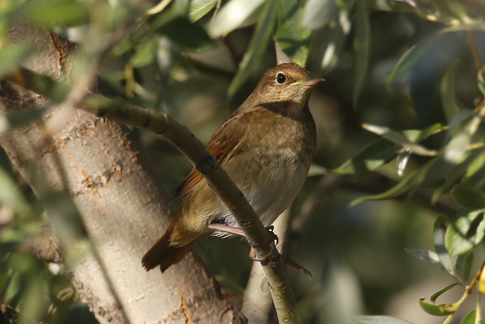 Thrush Nightingale