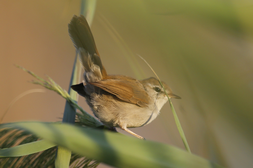 Cetti`s Warbler