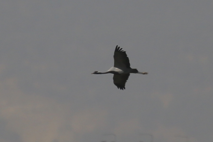 Demoiselle Crane