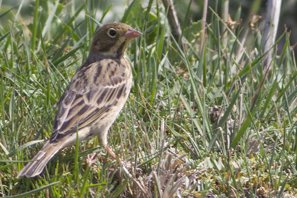Ortolan Bunting