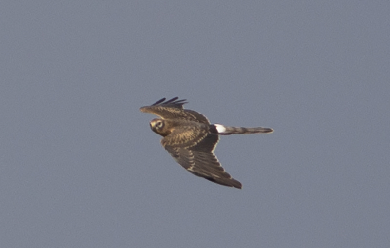 Montagu`s Harrier
