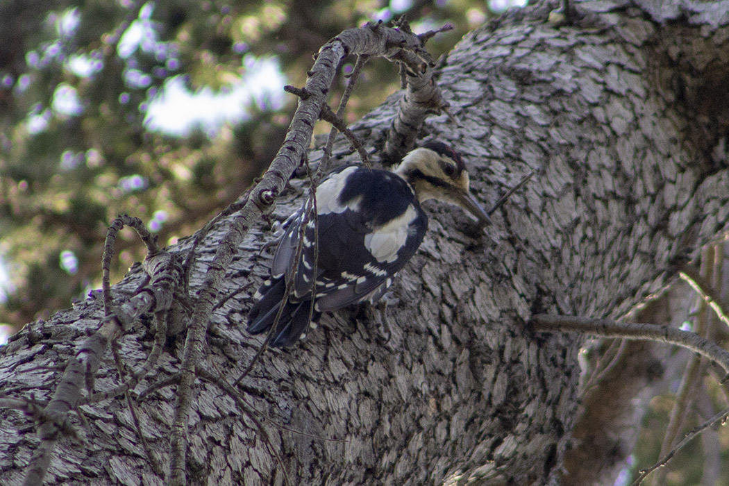 Syrian Woodpecker