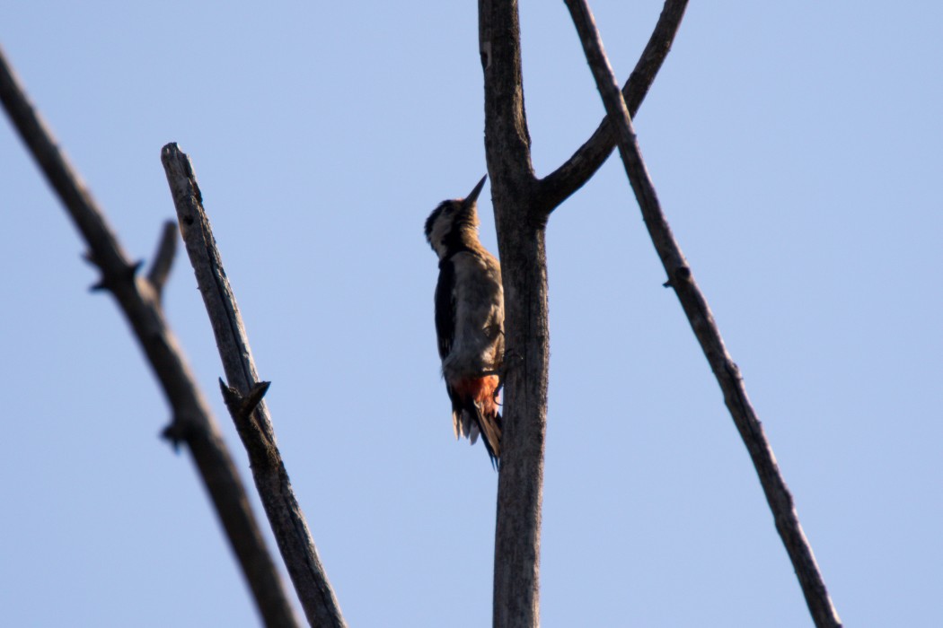 Syrian Woodpecker