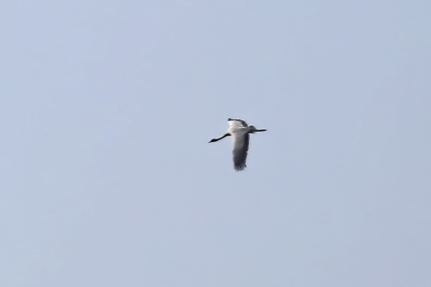 Demoiselle Crane