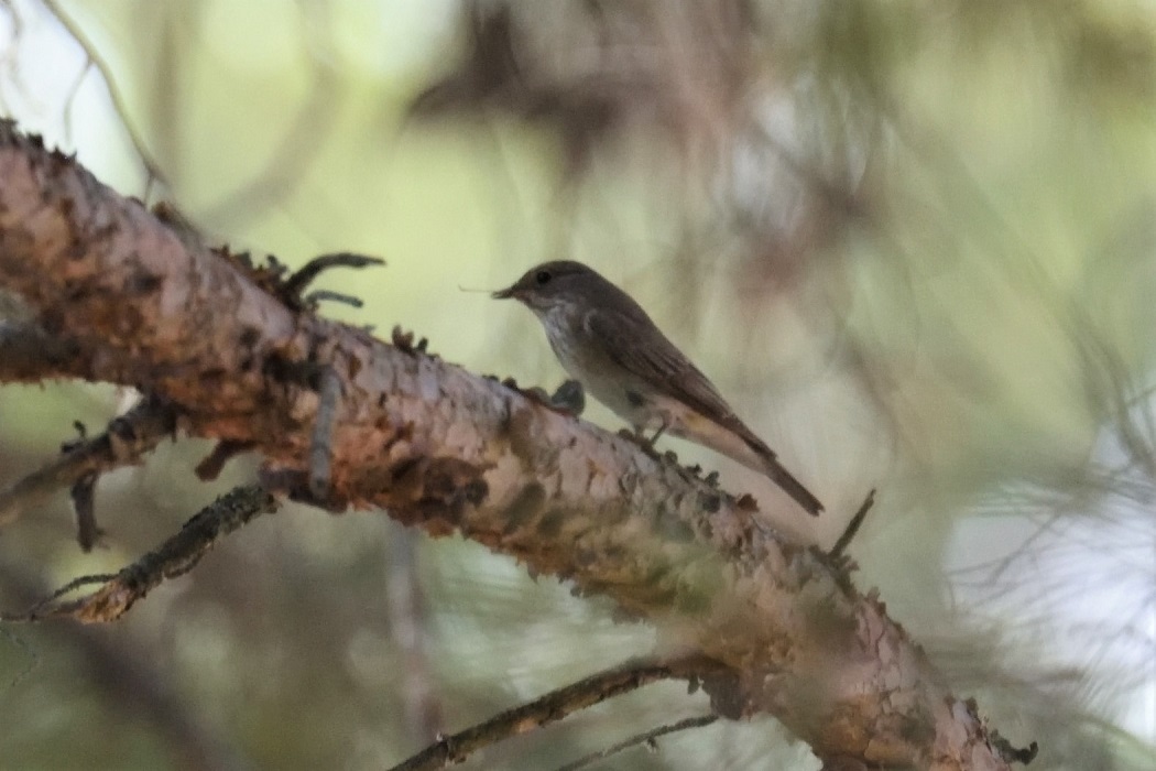 Spotted Flycatcher