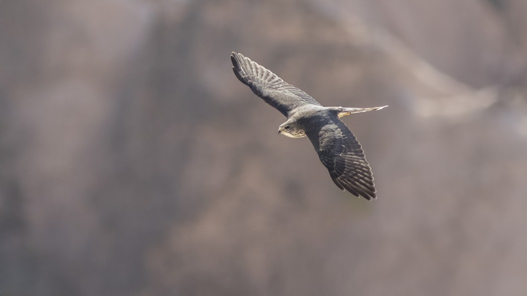 Levant Sparrowhawk