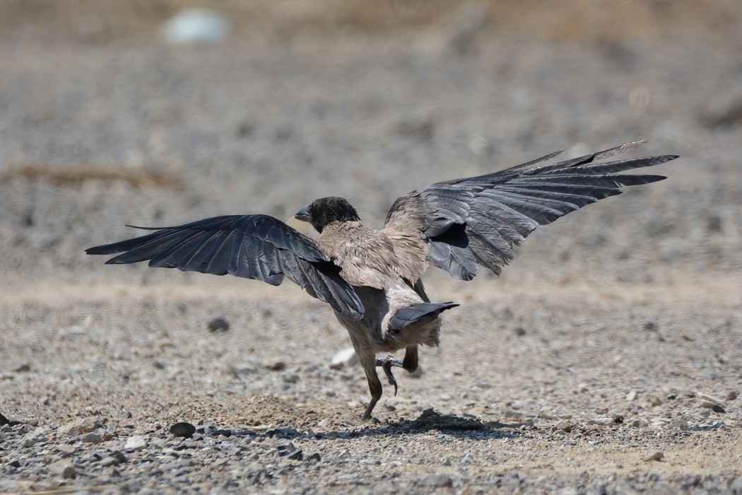 Hooded Crow
