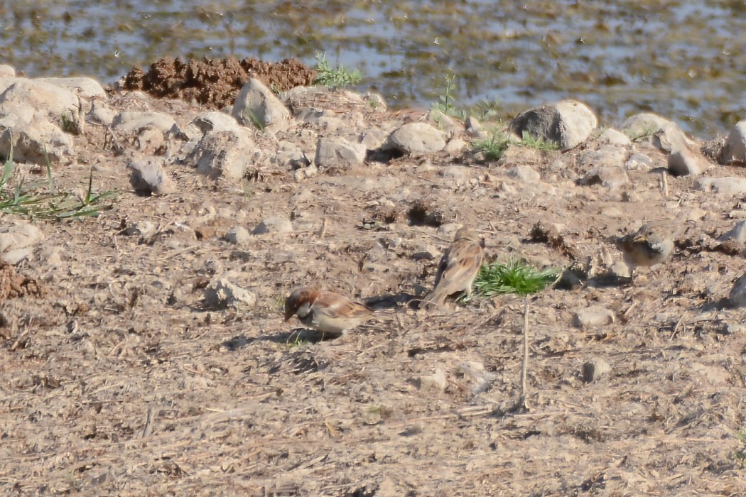 House Sparrow