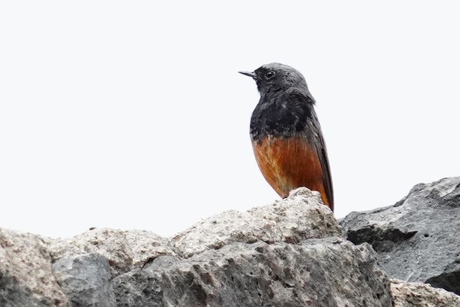 Black Redstart