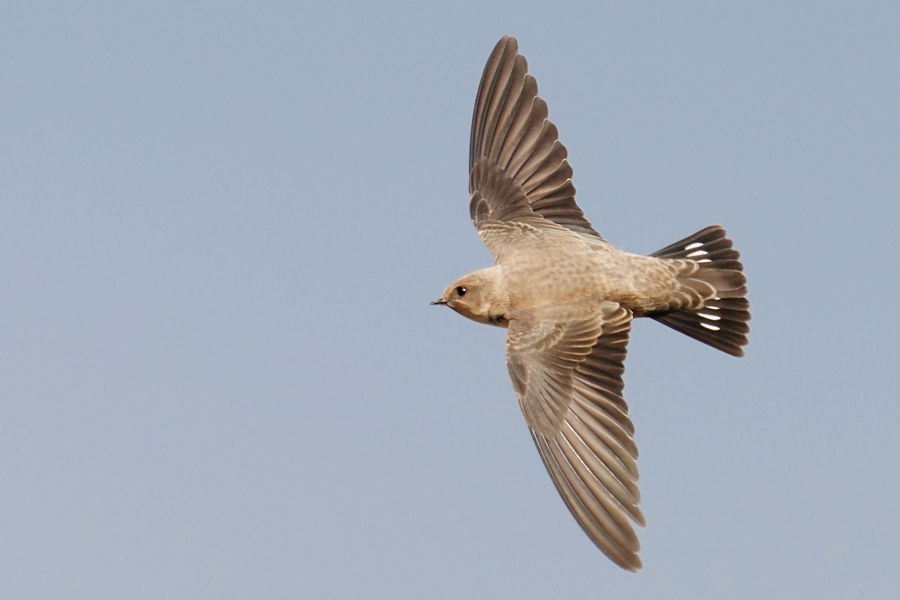 Eurasian Crag Martin
