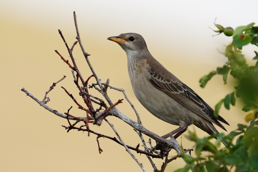 Rosy Starling