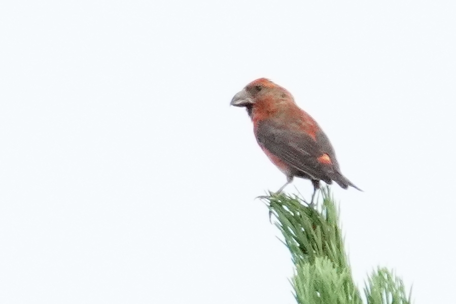 Red Crossbill
