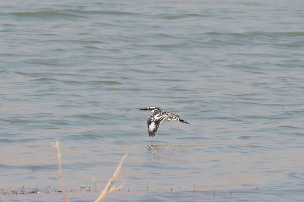 Pied Kingfisher
