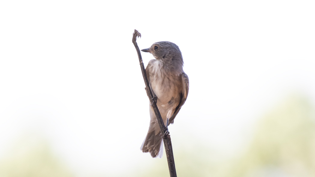 Spotted Flycatcher