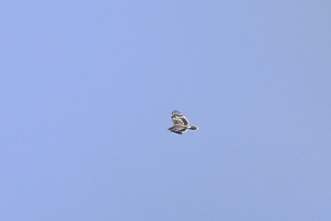 Eastern Imperial Eagle