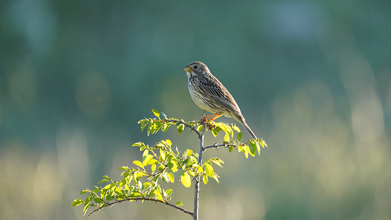 Corn Bunting