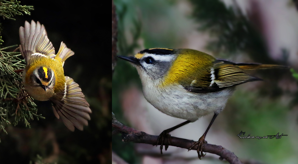 Common Firecrest
