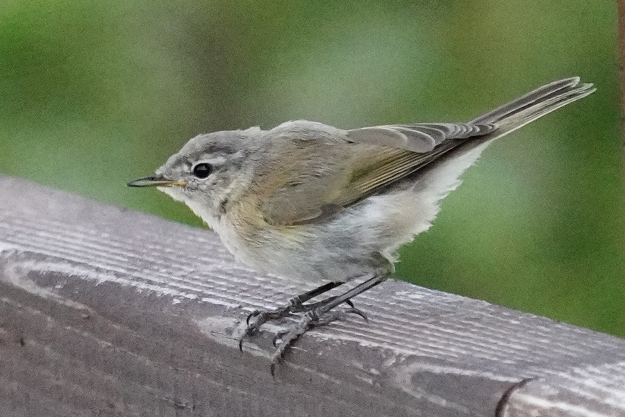 Common Chiffchaff